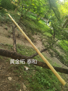 第5件拍卖宝贝：黄金柘十二号泰和