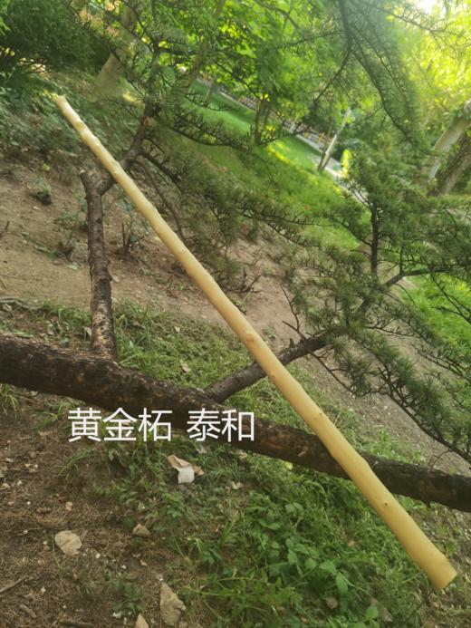 第5件拍卖宝贝：黄金柘十二号泰和 商品图0