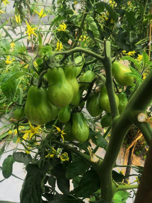 【每周换新】南京普朗克有机蔬菜【随心组合5斤或9斤装】 商品图5