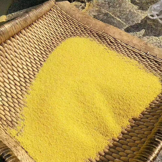 沂蒙山黄小米5斤小米农家自种鲜米能熬出油的粗粮 商品图8