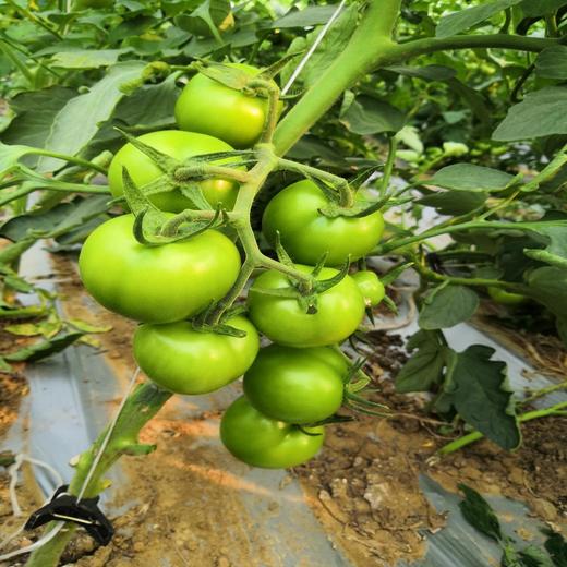 【每周换新】南京普朗克有机蔬菜【随心组合5斤或9斤装】 商品图4