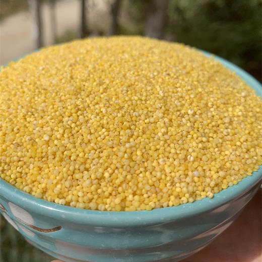 沂蒙山黄小米5斤小米农家自种鲜米能熬出油的粗粮 商品图5
