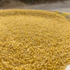 沂蒙山黄小米5斤小米农家自种鲜米能熬出油的粗粮 商品缩略图9