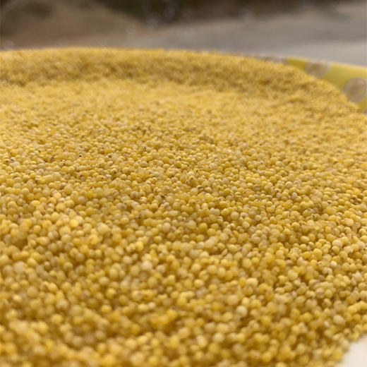 沂蒙山黄小米5斤小米农家自种鲜米能熬出油的粗粮 商品图9