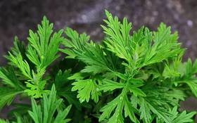 浑身都是宝的艾草，究竟有多厉害？