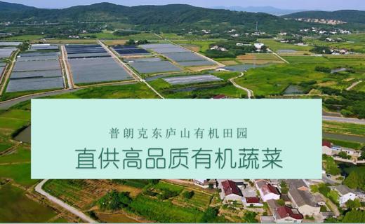 【每周换新】南京普朗克有机蔬菜【随心组合5斤或9斤装】 商品图8