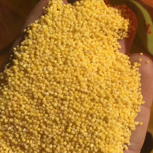 沂蒙山黄小米5斤小米农家自种鲜米能熬出油的粗粮 商品图4