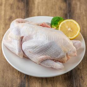 黄油老母鸡约1100g/只(上下浮动约100g)