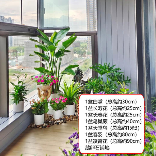 【上门布置】夏日小园-天堂鸟白掌春羽好养植物盆栽阳台改造盆景解压趣味好养放松 商品图3