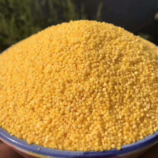 沂蒙山黄小米5斤小米农家自种鲜米能熬出油的粗粮 商品图0