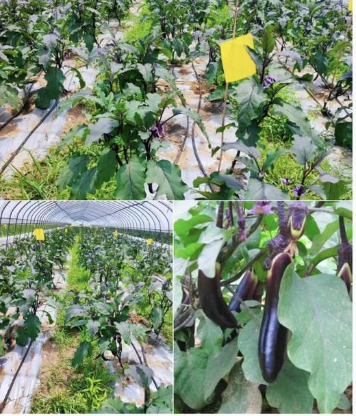 【每周换新】南京普朗克有机蔬菜【随心组合5斤或9斤装】 商品图6