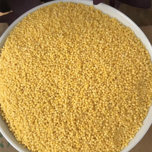沂蒙山黄小米5斤小米农家自种鲜米能熬出油的粗粮 商品图7