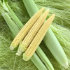 新鲜玉米笋   甜甜的  脆脆的  嫩嫩的 商品缩略图3