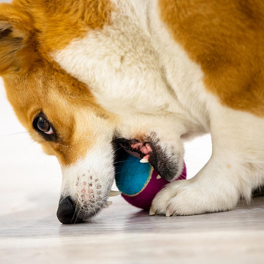 GiGwi贵为狗狗玩具球发声网球宠物玩具磨牙耐咬幼犬泰迪法斗金毛 商品图4