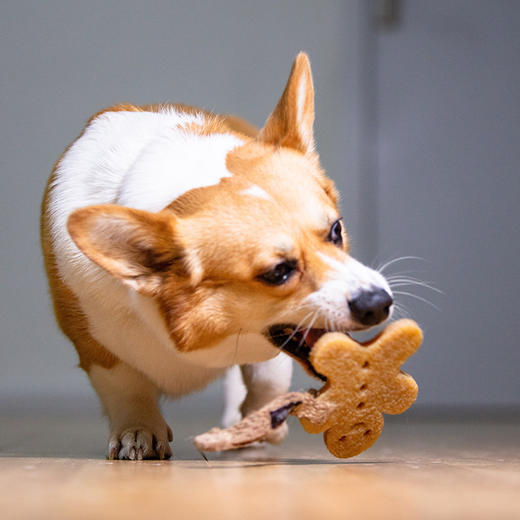 GiGwi贵为狗狗玩具洁牙胶片橡胶玩具耐咬磨牙幼犬小宠物解闷神器 商品图4