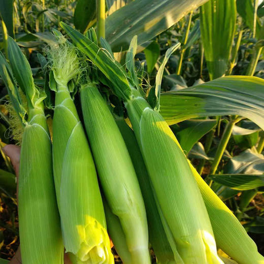 新鲜玉米笋   甜甜的  脆脆的  嫩嫩的 商品图1