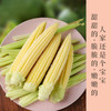 新鲜玉米笋   甜甜的  脆脆的  嫩嫩的 商品缩略图0