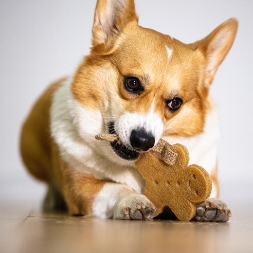 GiGwi贵为狗狗玩具洁牙胶片橡胶玩具耐咬磨牙幼犬小宠物解闷神器 商品图2