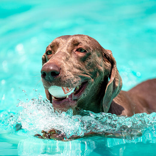 GiGwi贵为爆爆球狗狗玩具球耐咬磨牙宠物用品柯基金毛自嗨解闷大 商品图3