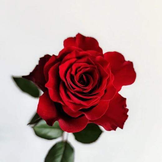 高原红玫瑰20支40支冷链包邮