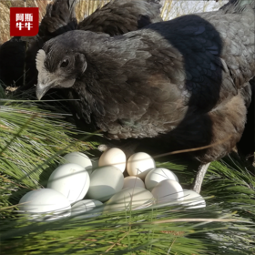 【凉山精选】松针绿壳鸡蛋30枚装 好鸡蛋可生食！