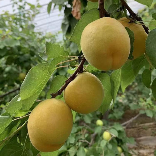 【助农】陕西凯特杏  新鲜现摘 果肉饱满 酸脆爽口 商品图4