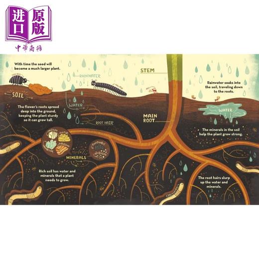 【中商原版】What's Inside A Flower？  花儿里的东西 英文原版 进口原版 4岁到8岁 精装 儿童科普图画书 Rachel Ignotofsky 商品图2