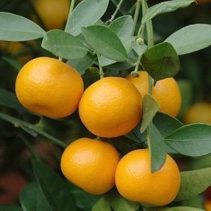 橘 红橘 单方纯精油 10ml 商品图0