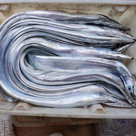 刚出海的海钓带鱼 银灿灿 蒸一蒸煎一煎 营养快手鲜掉牙 商品图2