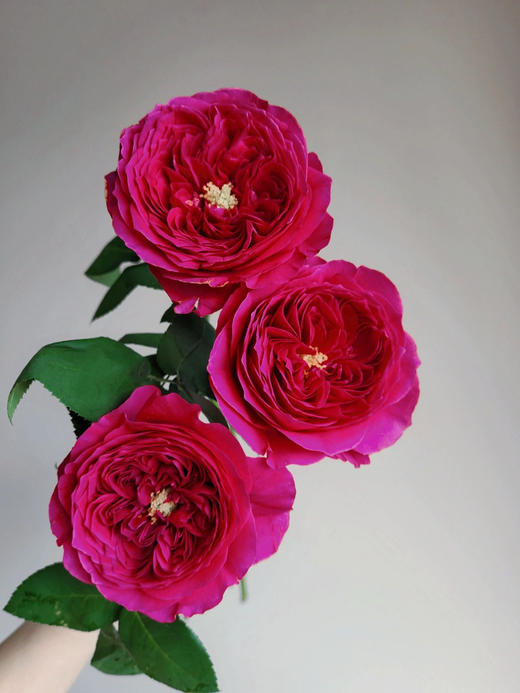 百利信单头玫瑰 | 达西 商品图2