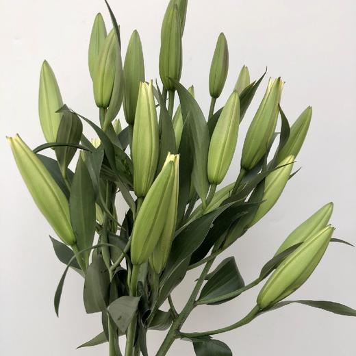 双头黄天霸百合冷链包邮