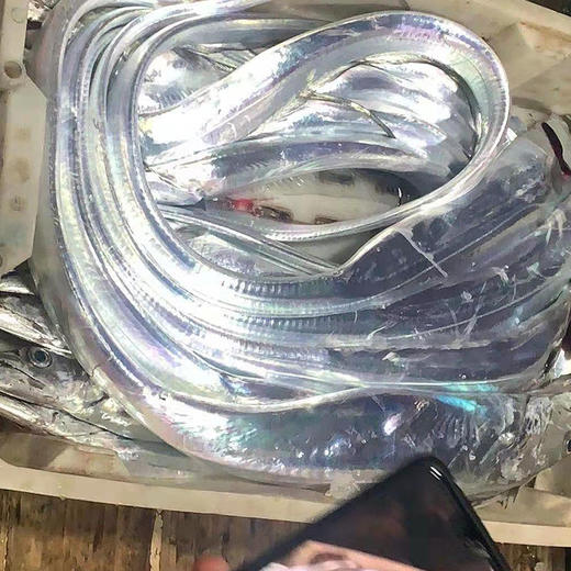 刚出海的海钓带鱼 银灿灿 蒸一蒸煎一煎 营养快手鲜掉牙 商品图1