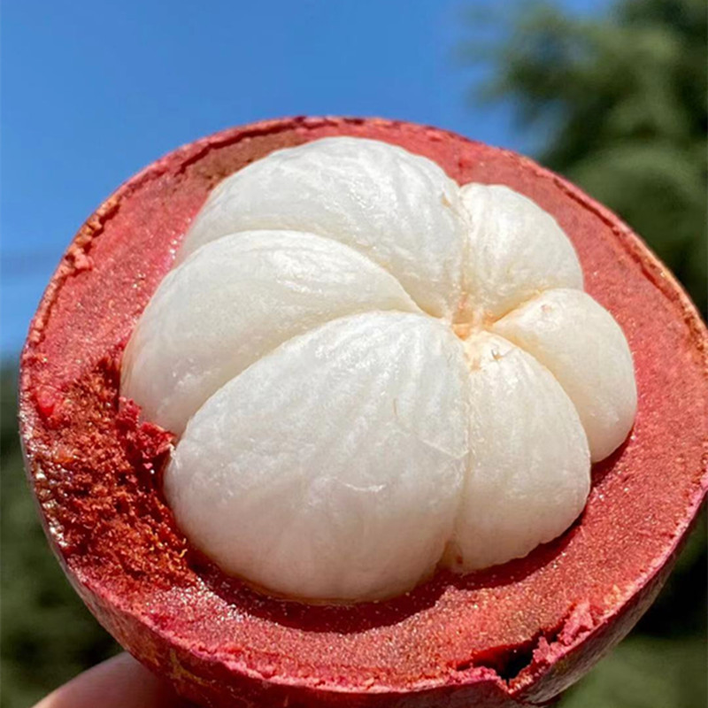 【顺丰快递】印尼空运山竹、软糯香滑、细嫩洁白、味甜多汁