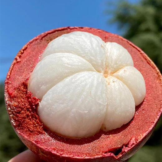 【顺丰快递】印尼空运山竹、软糯香滑、细嫩洁白、味甜多汁 商品图0