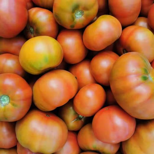 有机西红柿 | 铁皮西红柿 | 丰棚西红柿 | 口感型西红柿 |瓤沙有籽 口感粉糯  | 石嫣农场 * Organic Tomato 商品图3