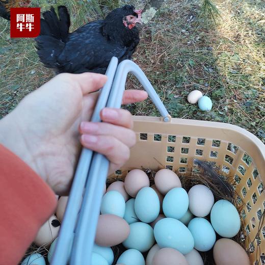 【好鸡蛋可生食！】松针绿壳鸡蛋30枚装 商品图3