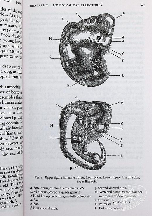 【中商原版】[英文原版] The Descent of Man 人类的演进 达尔文 商品图8