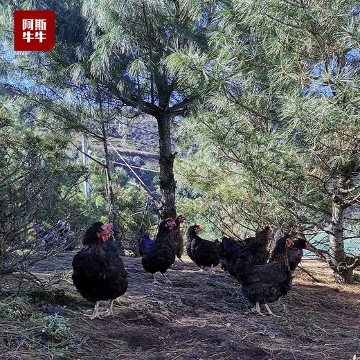 【凉山精选】松针绿壳鸡蛋30枚装 好鸡蛋可生食！ 商品图2