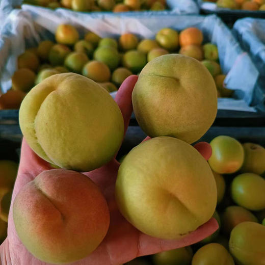 【助农】陕西凯特杏  新鲜现摘 果肉饱满 酸脆爽口 商品图2