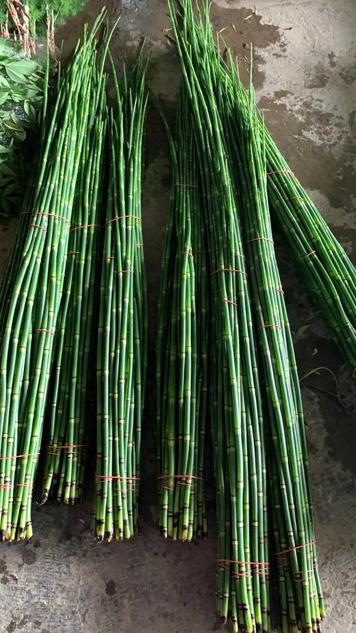 木贼  约10支/扎 商品图6