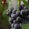 【品质精选】优选夏黑葡萄3斤装 当季唯一无籽黑提 现摘现发 商品缩略图2