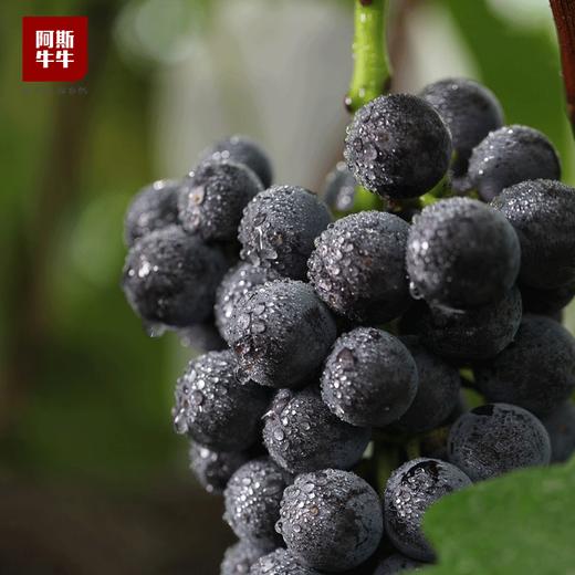【品质精选】优选夏黑葡萄3斤装 当季唯一无籽黑提 现摘现发 商品图2