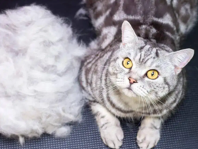 猫咪掉毛和猫粮有关吗？