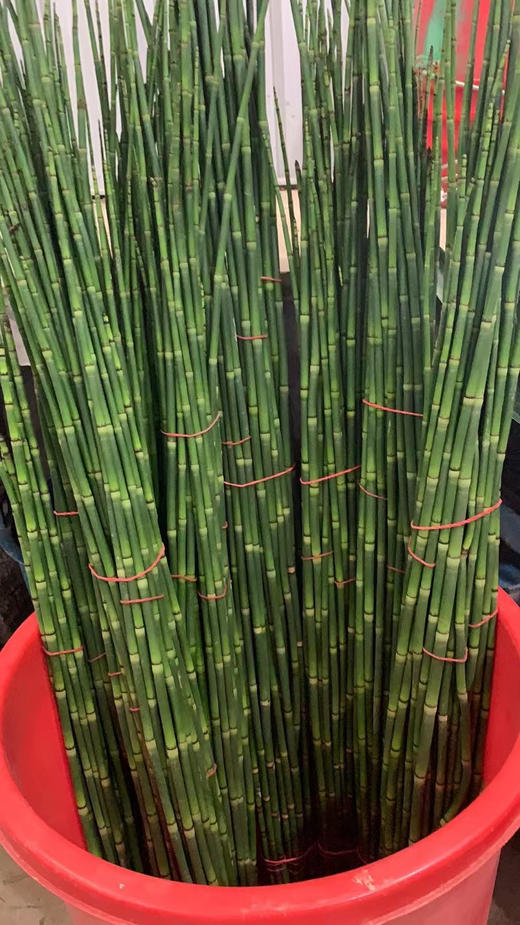 木贼  约10支/扎 商品图5