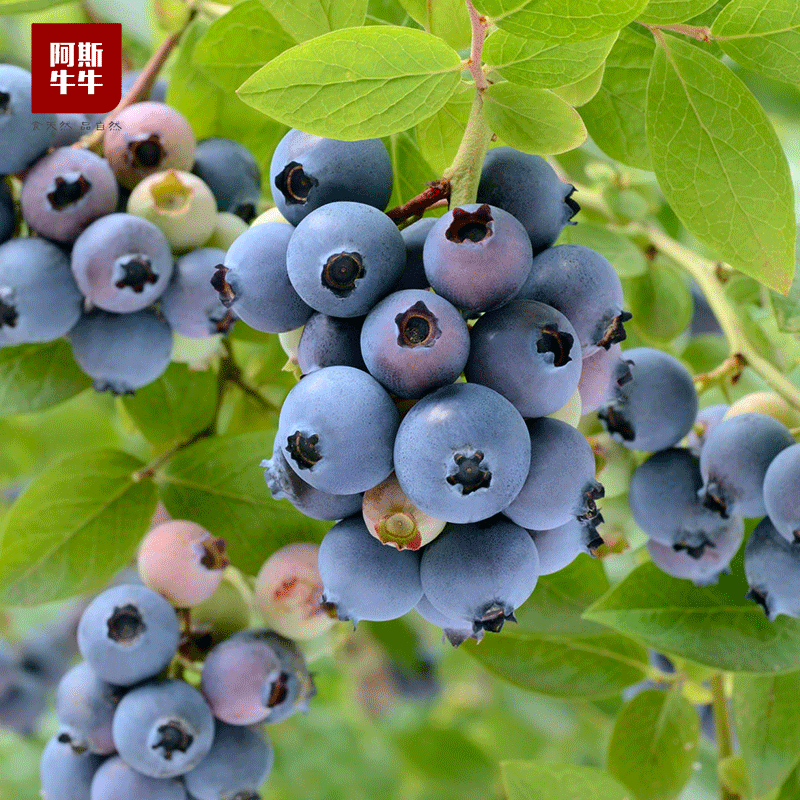 【抗氧神器】大凉山精品蓝莓，口感爽脆，酸甜味十足。