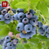 【抗氧神器】大凉山精品蓝莓，口感爽脆，酸甜味十足。 商品缩略图0