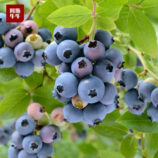 【抗氧神器】大凉山精品蓝莓，口感爽脆，酸甜味十足。 商品图0