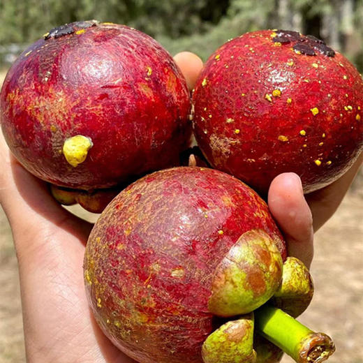 【顺丰快递】印尼空运山竹、软糯香滑、细嫩洁白、味甜多汁 商品图3