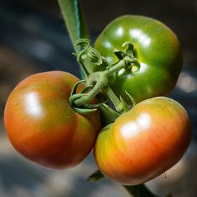 【特惠包邮】有机西红柿 |   瓤沙有籽   薄皮粉糯 | Organic Tomato