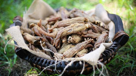 深度分享丨有机红参膏